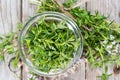Portion of Winter Savory Royalty Free Stock Photo