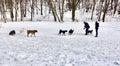 Portland Maine dog park on Valley Street in Winter, man, woman, several dogs