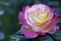 Portland Oregon Rose Garden Royalty Free Stock Photo