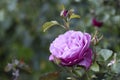 Portland Oregon Rose Garden Royalty Free Stock Photo