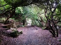 Portmeirion Woodland