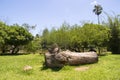 Porto ALegre, Rio Grande do Sul, Brazil -November 25, 2023: Redencao Park or Farroupilha Park.