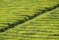 Porto Formoso Tea Fields