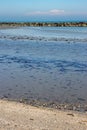 porto garibaldi regional park delta del po lagoon city famous for fishing Royalty Free Stock Photo