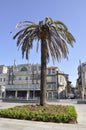 Porto, 22nd July: Huge Palm Tree close up in Porto city of Portugal