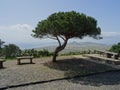 Lonesome Pine On Porto Santo