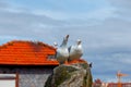 Porto. Seagulls on the roof. Royalty Free Stock Photo