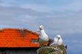 Porto. Seagulls on the roof. Royalty Free Stock Photo