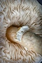 Portobello mushroom as seen from underneath Royalty Free Stock Photo