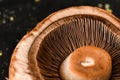 Portobello Mushroom gills Royalty Free Stock Photo