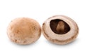 Portobello mushroom isolated on the white background Royalty Free Stock Photo