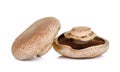 Portobello mushroom isolated on the white background Royalty Free Stock Photo
