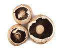 Portobello mushroom, portabella or portobella isolated on white Royalty Free Stock Photo