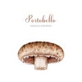 Portobello mushroom single image. Watercolor illustration. Hand painted Agaricus bisporus fungus elementd. Portobello