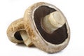 Portobello mushroom Royalty Free Stock Photo