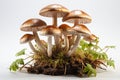 Portobello Mushroom on white background