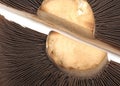 Portobello Mushrooms Royalty Free Stock Photo