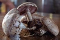 Portobello mushrooms freshly picked from the lawn, fresh from the earth. Home grown organic food Royalty Free Stock Photo