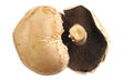 Portobello mushrooms on white Royalty Free Stock Photo