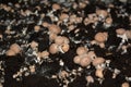 Portobello young mushrooms grown industrially