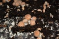 Portobello young mushrooms grown industrially