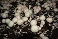 Portobello young mushrooms grown industrially