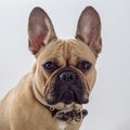 portpait of the french bulldog Royalty Free Stock Photo