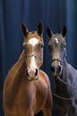 Portpait of Two adult thoroughbred horses of red and black color against a dark background Royalty Free Stock Photo