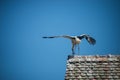 stork on the roof of house on blue sky background