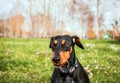 Portrai black dwarf Pinscher in nature,the dog close-up in nature, Pinscher dwarf mini on a walk, dog on a walk in nature,