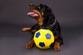 Portrai of rottweiler with football ball. Royalty Free Stock Photo