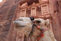 Portrail of a camel in Jordan, Petra background