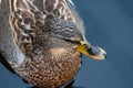 Portraint of a female Mallard Royalty Free Stock Photo