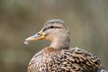 Portraint of a female Mallard Royalty Free Stock Photo