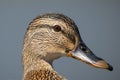 Portraint of a female Mallard Royalty Free Stock Photo