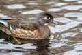 Portraint of a female wood duck Royalty Free Stock Photo