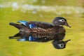 Portraint of a female wood duck Royalty Free Stock Photo