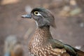 Portraint of a female wood duck Royalty Free Stock Photo