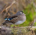 Portraint of a female wood duck Royalty Free Stock Photo