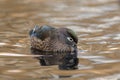 Portraint of a female wood duck Royalty Free Stock Photo