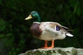 Portraint of a male Mallard Royalty Free Stock Photo