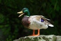 Portraint of a male Mallard Royalty Free Stock Photo