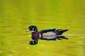 Male wood duck swimming in a pond Royalty Free Stock Photo