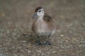 Wood duck duckling feeding at lakeside Royalty Free Stock Photo