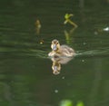 Wood duck duckling resting at lakeside Royalty Free Stock Photo