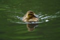 Wood duck duckling resting at lakeside Royalty Free Stock Photo