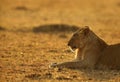 Portrair of a Lioness, Masai Mara Royalty Free Stock Photo