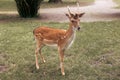 Portrait of young white-tailed deer with white spots standing in the grass in hot summer day Royalty Free Stock Photo