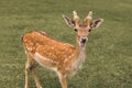 Portrait of young white-tailed deer with white spots standing in the grass in hot summer day Royalty Free Stock Photo