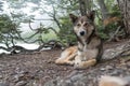 Portrait of the abandoned dog